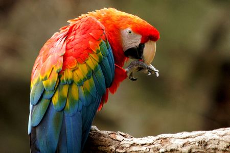 A scarlet macaw