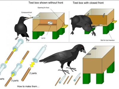 A crow named Mango successfully assembled three- and four-part compound tools