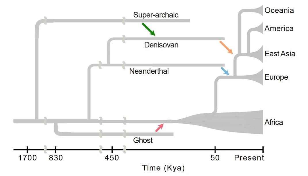 a diagram of various lineages along a timeline
