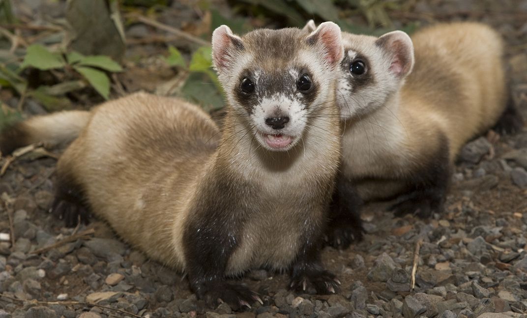 A black-footed ferret growls at the camera while another sniffs around behind it.