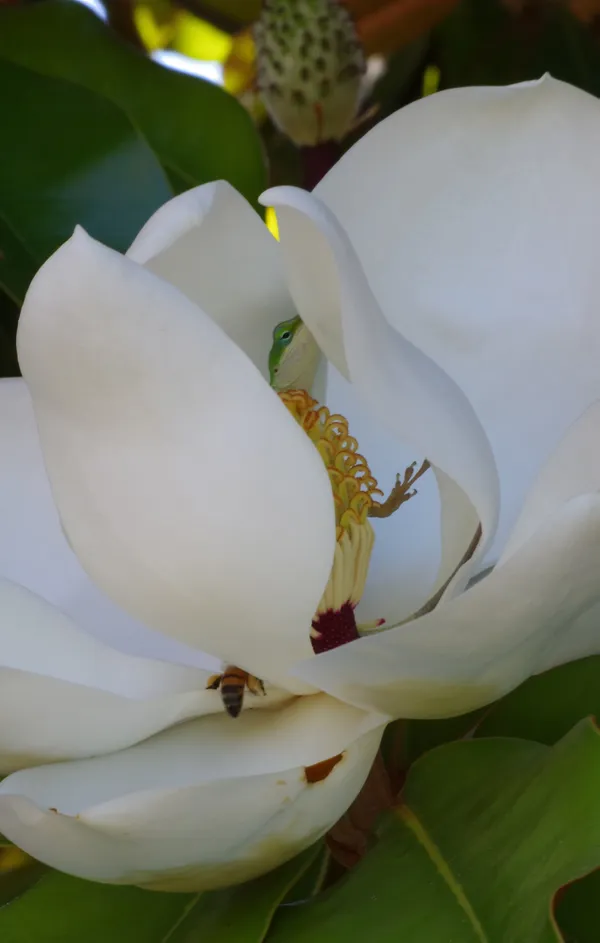 A Gecko hiding in a Magnolia Tree bloom. thumbnail