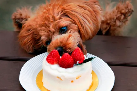 A dog eats a special Christmas cake in Tokyo, celebrating with the festive red and white dessert. (AP Photo/Itsuo Inouye)
