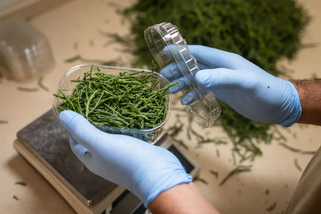 As the Planet Warms, a Humble Sea Bean Is Proving to Be a Promising Superfood