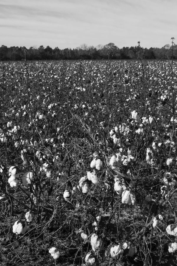 Southern cotton field thumbnail