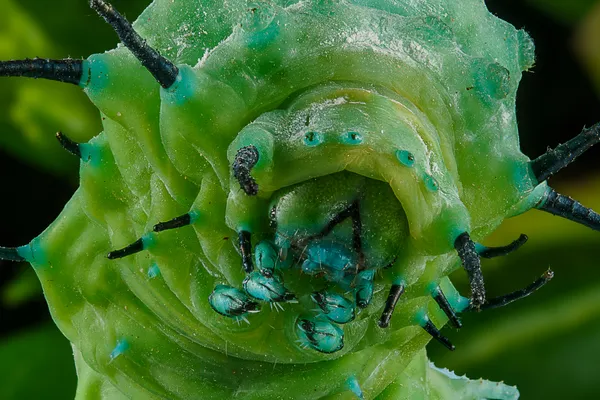 Atlas Moth Caterpillar Close-Up thumbnail