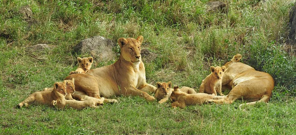  Lion pride. Credit: Smithsonian Journeys Expert Kirt Kempter