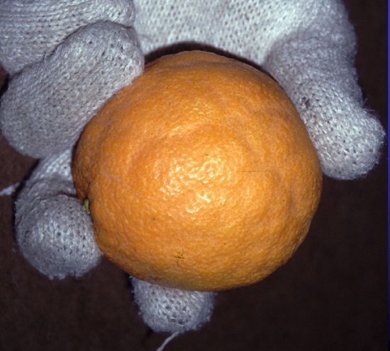 A valencia orange displaying heavy creasing from rapid growth and standard levels of irrigation