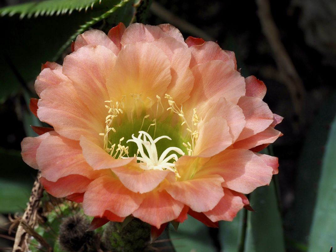 Cactus Blooming In Chicago Botanical Garden Smithsonian Photo Contest