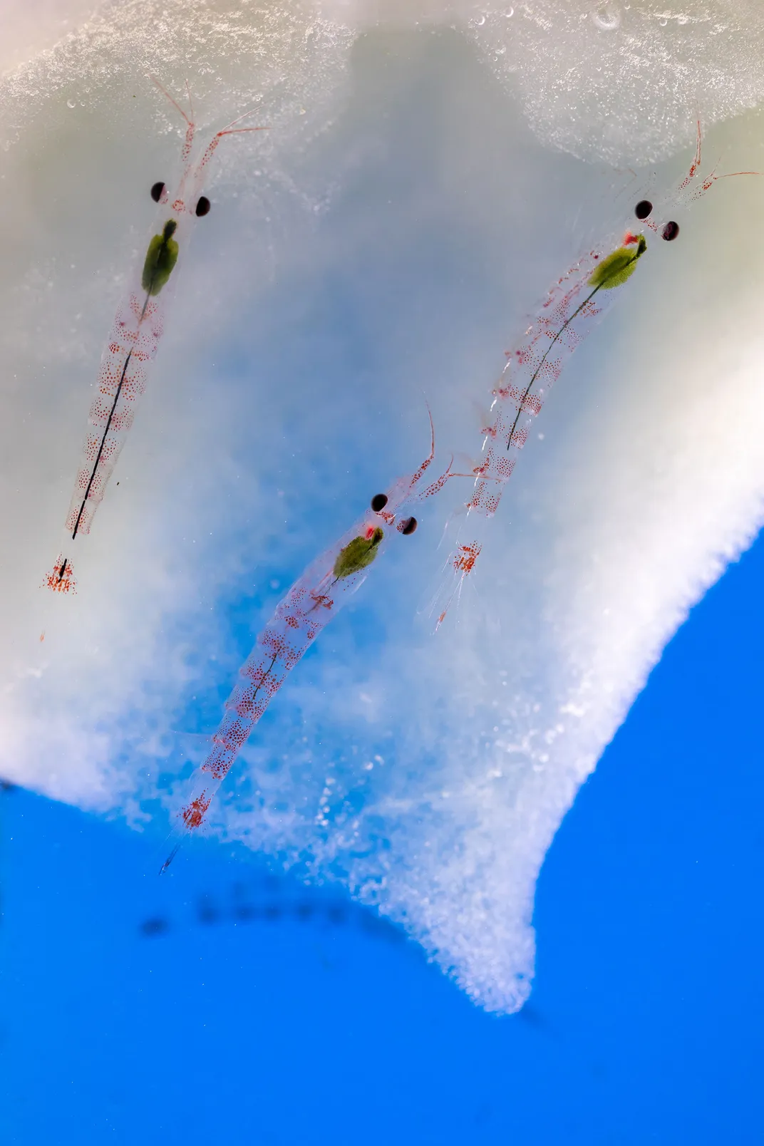 Antarctic Krill and Sea Ice