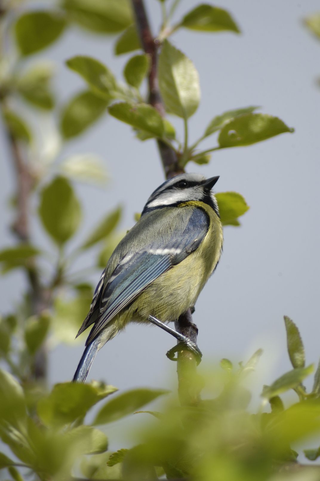 Blue tit in a Apple Tree | Smithsonian Photo Contest | Smithsonian Magazine