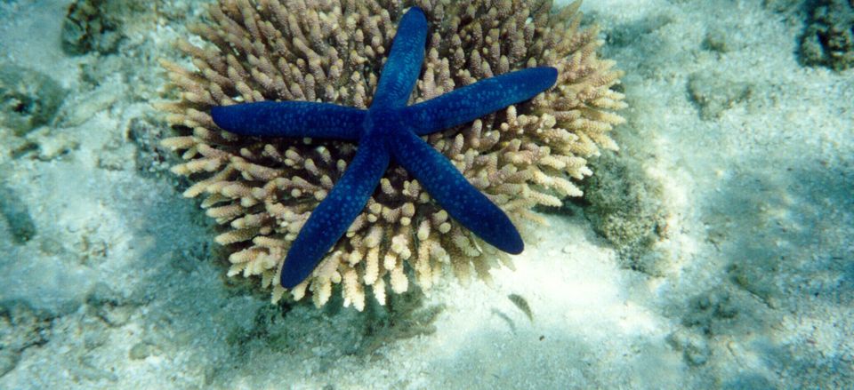  Blue starfish, Great Barrier Reef, Australia 