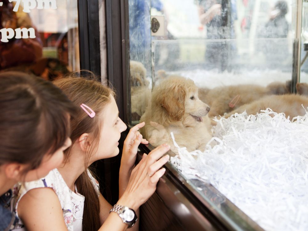 A girl and adult look at a puppy in a pet store window