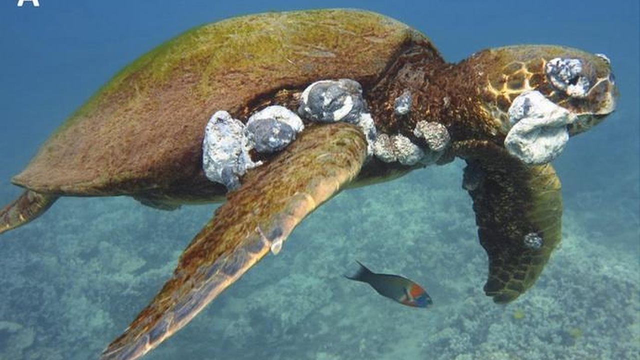 Are Giant Sea Turtles Dangerous