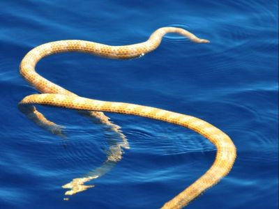 This photo of two short-nosed sea snakes alerted researchers to the species' survival, even though they were thought to be extinct for 15 years.