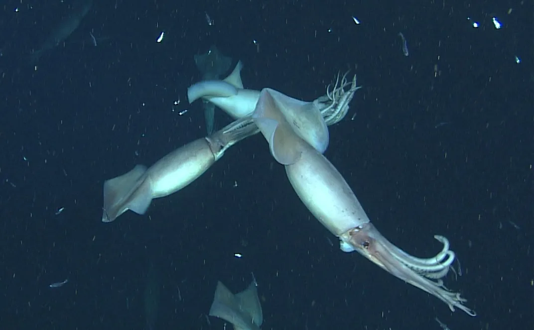 vampire squid glowing in the dark