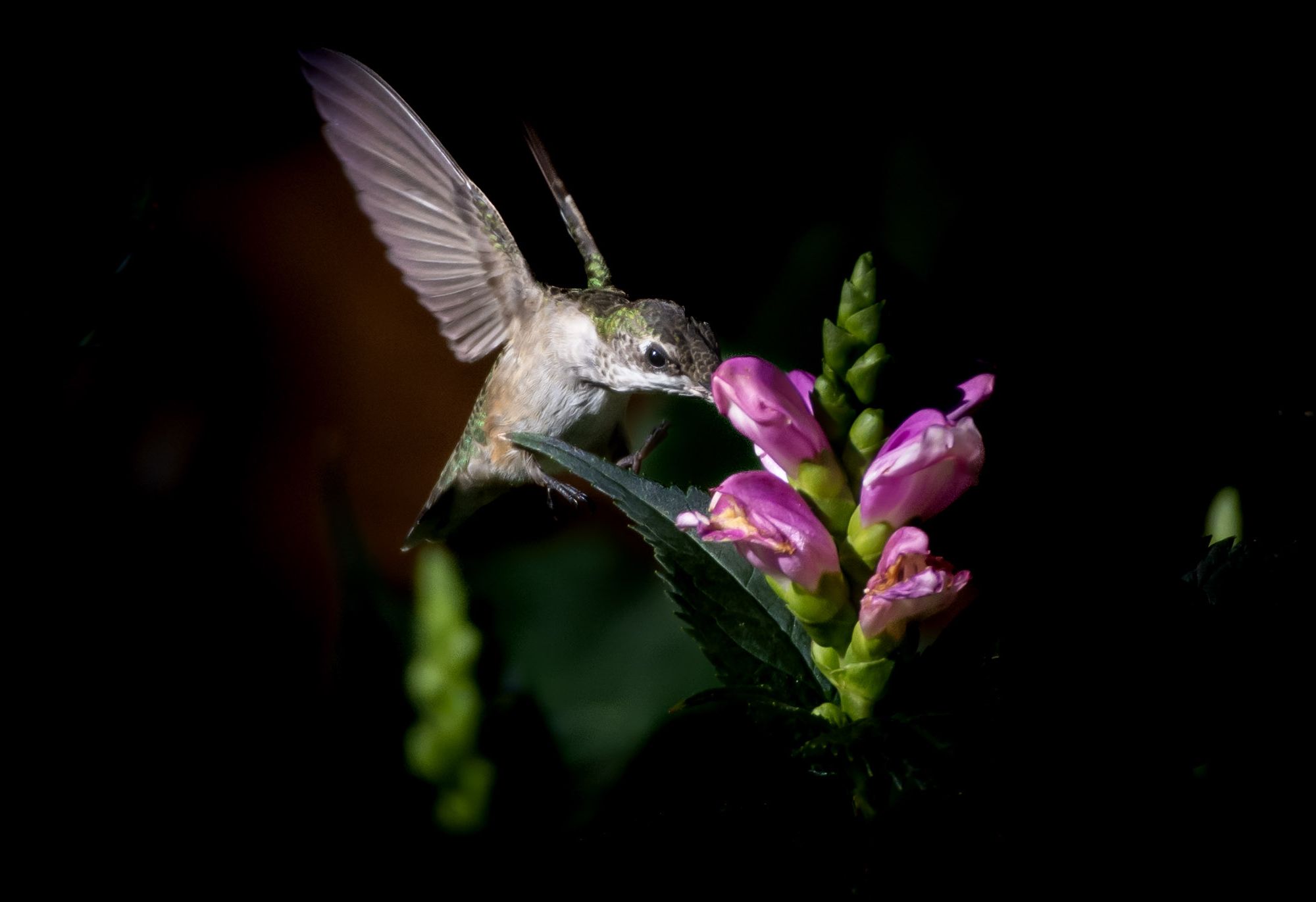 Four Reasons Why There Is More to the Hummingbird Than Meets the Eye ...