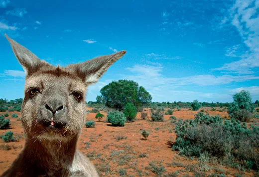 Evolution World Tour: Kangaroo Island, Australia | Arts & Culture|  Smithsonian Magazine