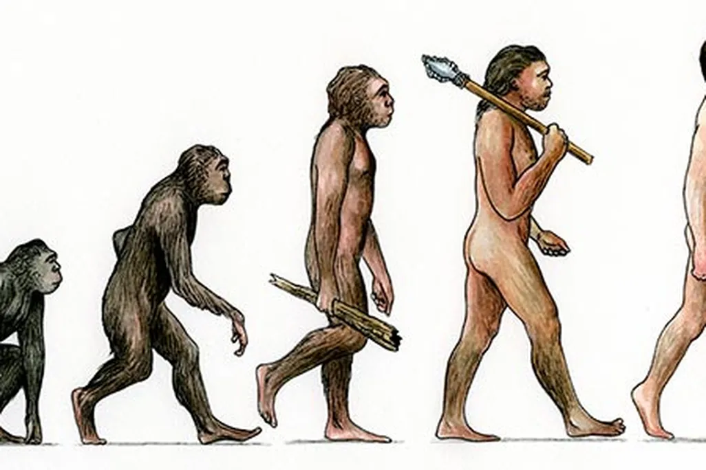 evolution of man