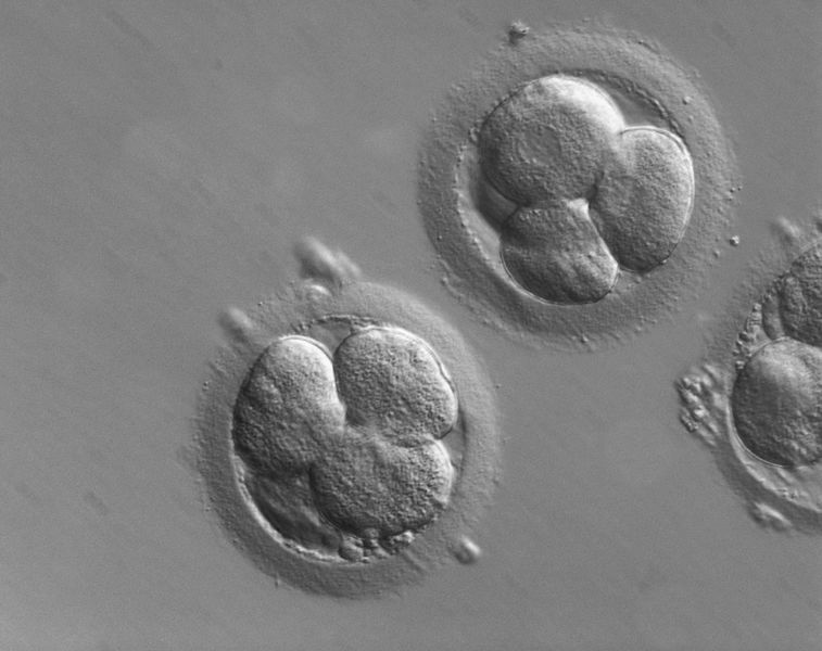 Human Embryos