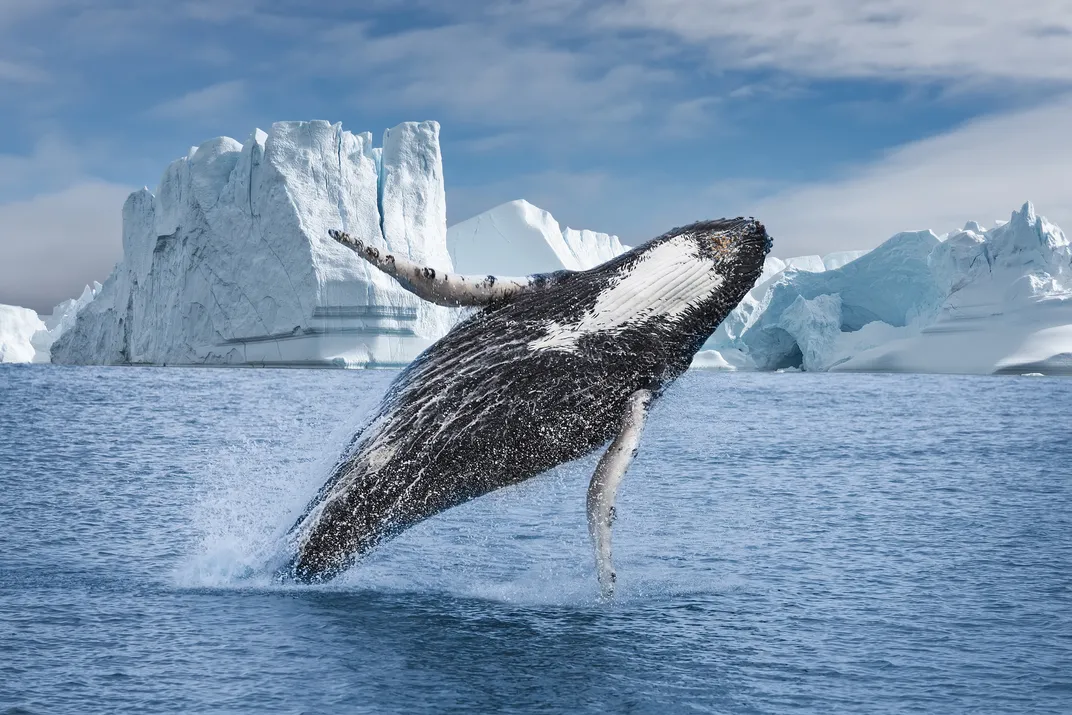 humpback whale