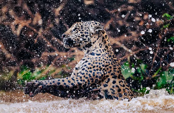 Warrior of the Wetlands thumbnail