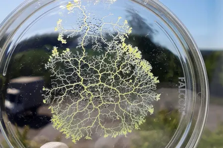 Slime mold in a petri dish. New research finds that slime molds can store memories by changing the diameter of the branching tubes they use to explore their environment, allowing them to keep track of food sources.