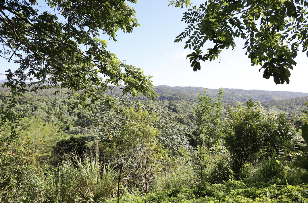 An expanse of biodiverse tropical forest.