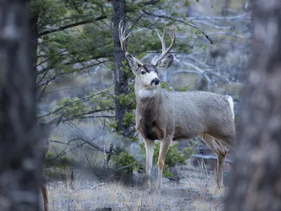 A mule deer carcass in Yellowstone National Park tested positive for the fatal neurological illness known as chronic wasting disease.
