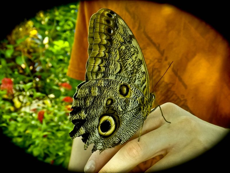 Moth in Butterfly house in Chattanooga, Tennessee Aquarium