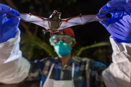 Scientists with Smithsonian’s Global Health Program examine a wrinkle-lipped bat, which can harbor a never-before-seen virus.