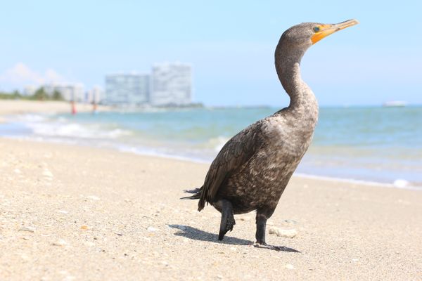 Cormorant walks the beach at Dr. Von D. Mizell-Eula Johnson State Park Florida thumbnail