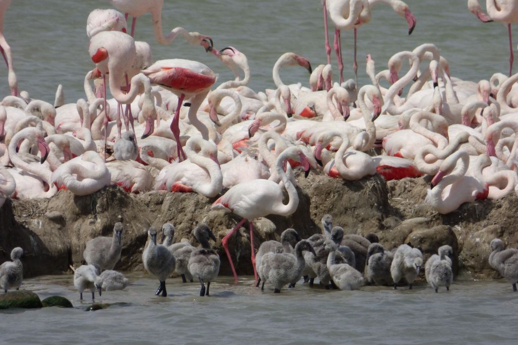 Lots of flamingos and their chicks standing in water