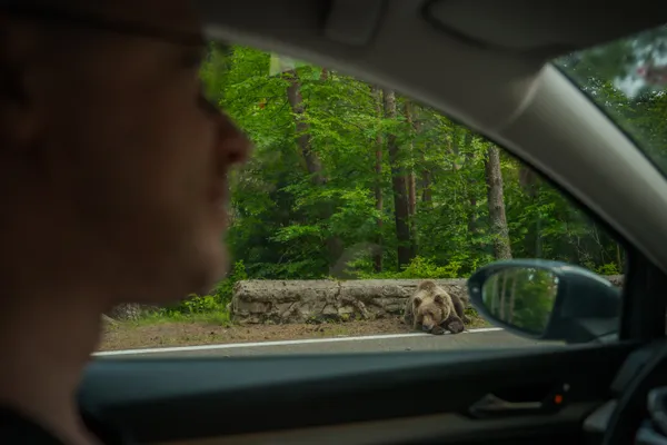 Too Close to the Wild thumbnail