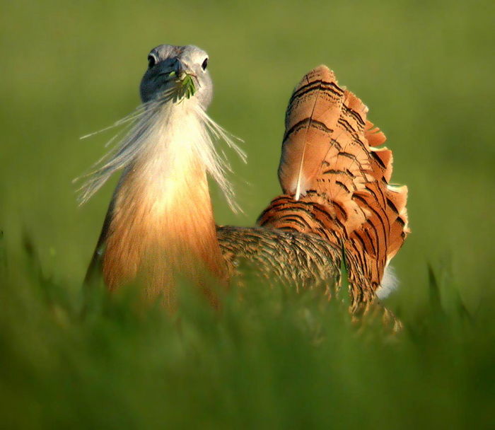 a large bird eats a plant