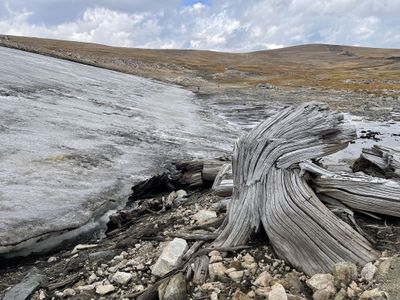 The trees became visible as an ice patch melted on the Beartooth Plateau, which is part of the Greater Yellowstone Ecosystem.