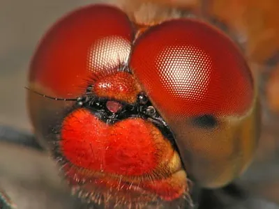 The large eyes of a red dragonfly.