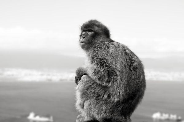 Portrait of a Barbary Macaque thumbnail