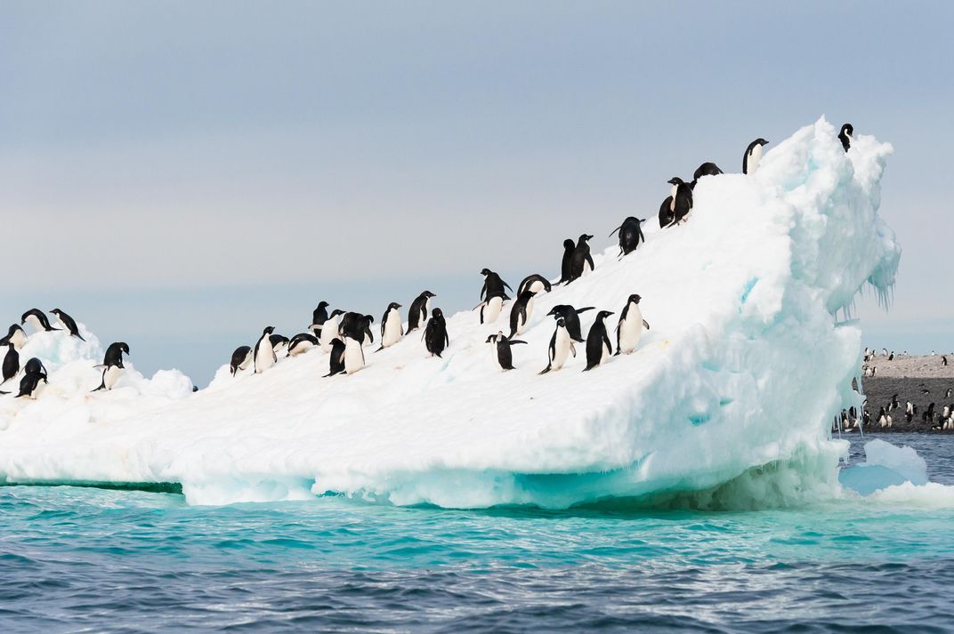 Adelie penguins at home