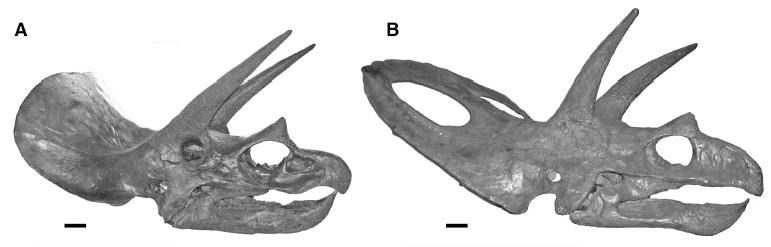 20110520083231Triceratops-skulls.jpg