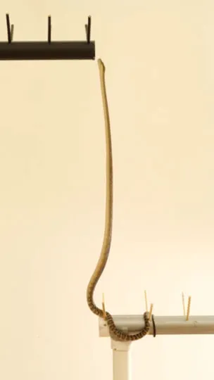 A snake climbing from one pipe to another with its body very straight in between