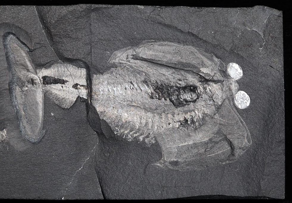 Odaraia alata
