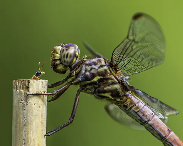 Dragonfly vs. Twig Ant thumbnail