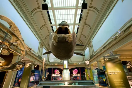 Phoenix, a life-size model of a North Atlantic right whale, at the center of the new Sant Ocean Hall, 2008