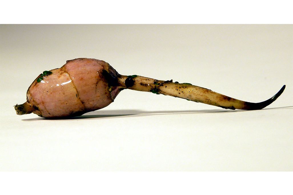Wapato Bulb