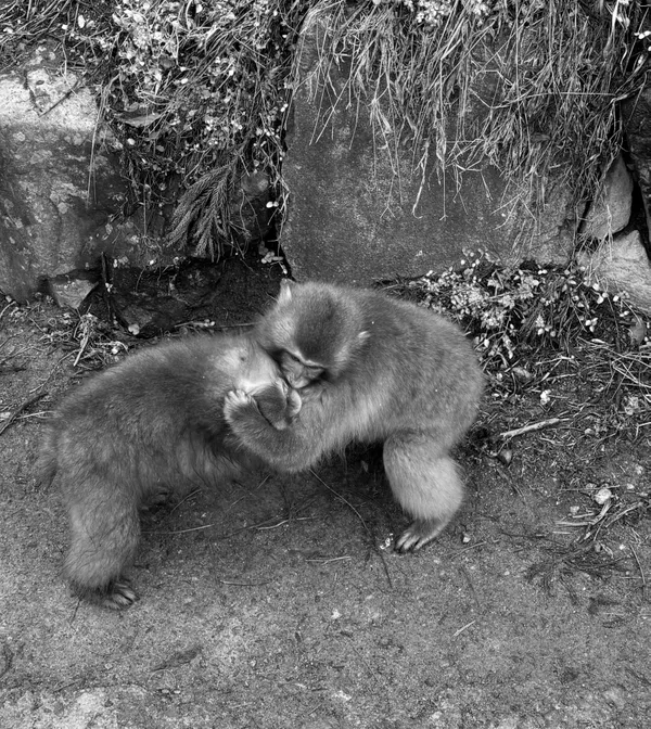 Monkey Fight thumbnail