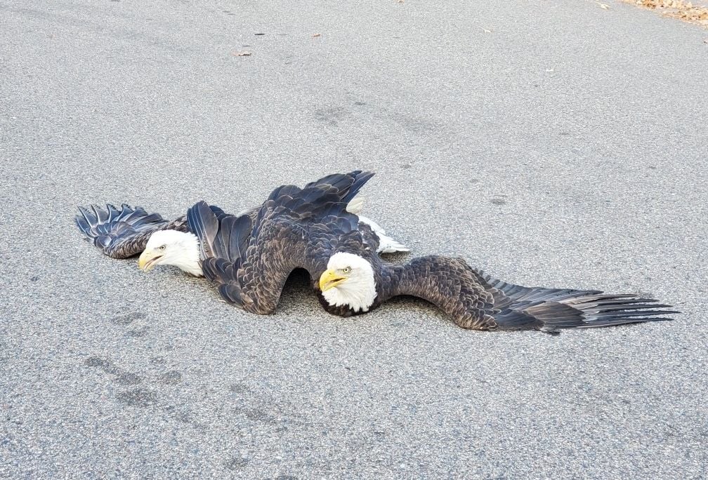 A pair of balg eagles laying flat on the ground with thier wings outstretched. They appear to be entangled.