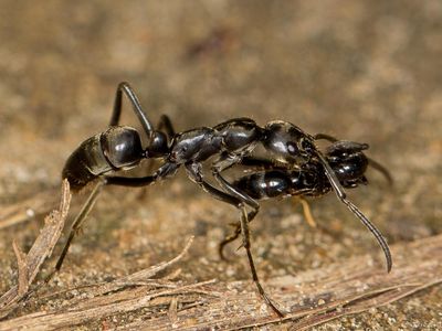 Matabele ant carries a wounded comrade home