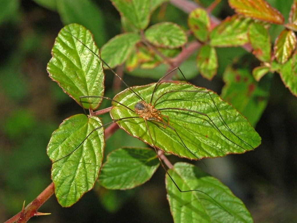 How scientists turned daddy longlegs into 'daddy shortlegs