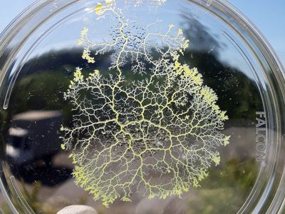 Slime mold in a petri dish. New research finds that slime molds can store memories by changing the diameter of the branching tubes they use to explore their environment, allowing them to keep track of food sources.