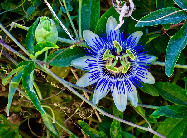 Beauty of the Blue Passion Flower Revealed thumbnail